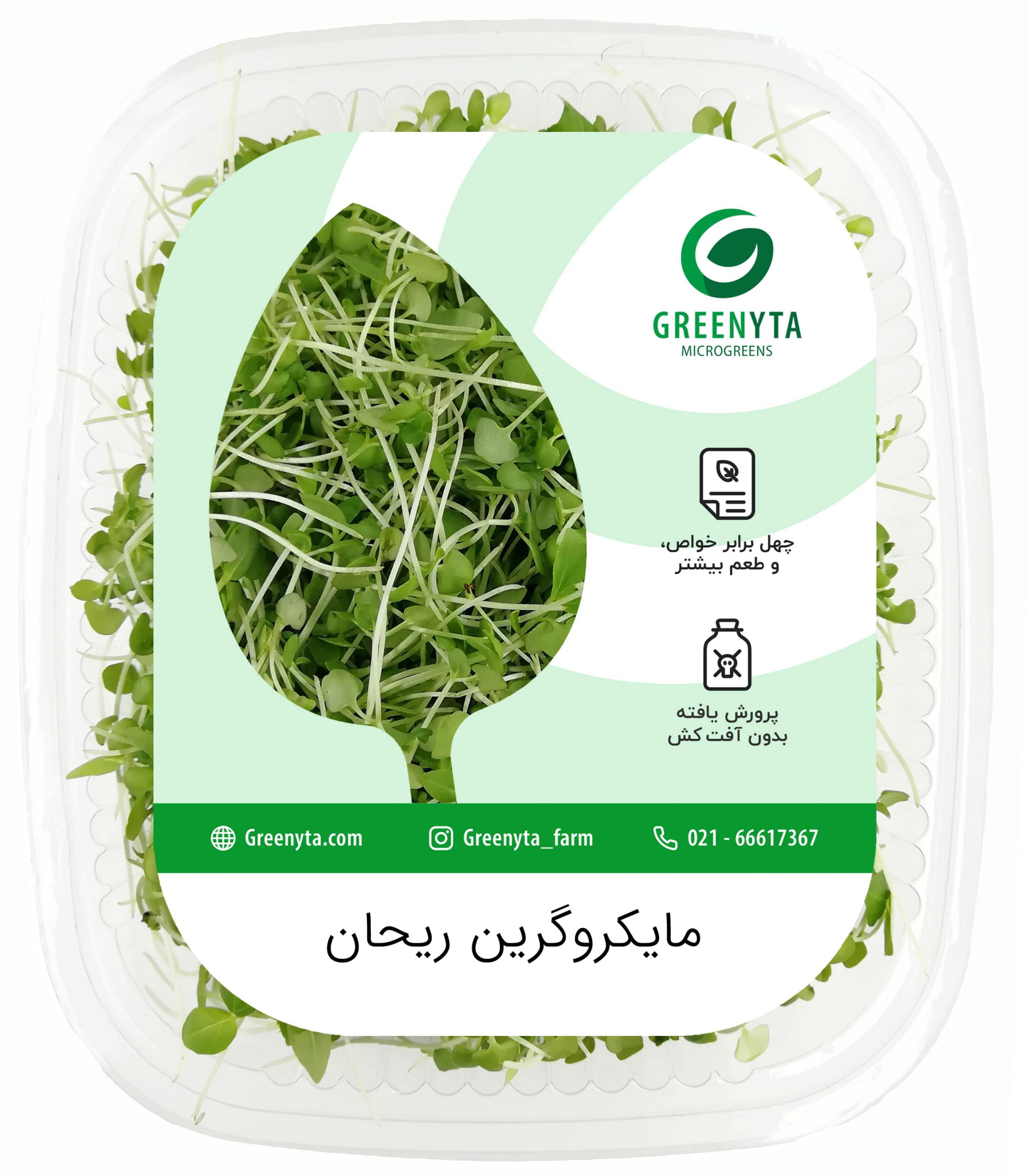 سبزی مایکروگرین ریحان