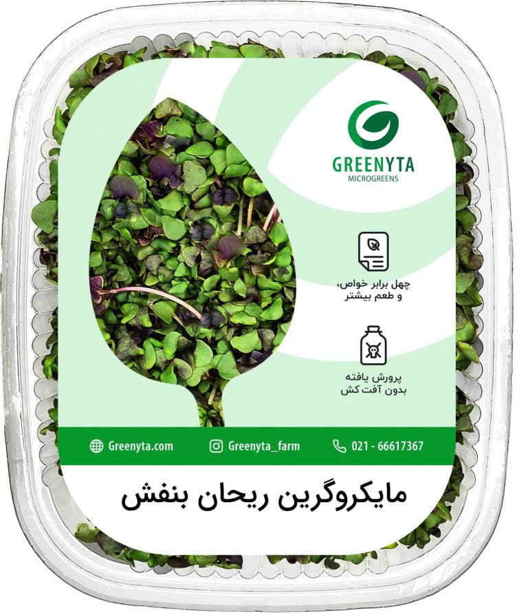 مایکروگرین ریحان بنفش