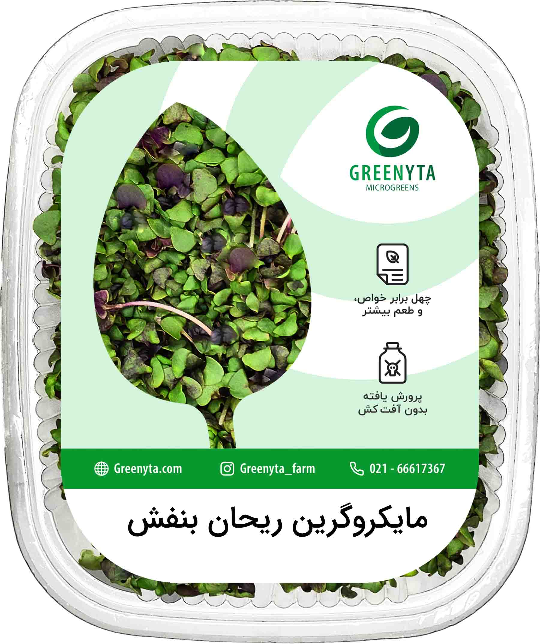 مایکروگرین ریحان بنفش