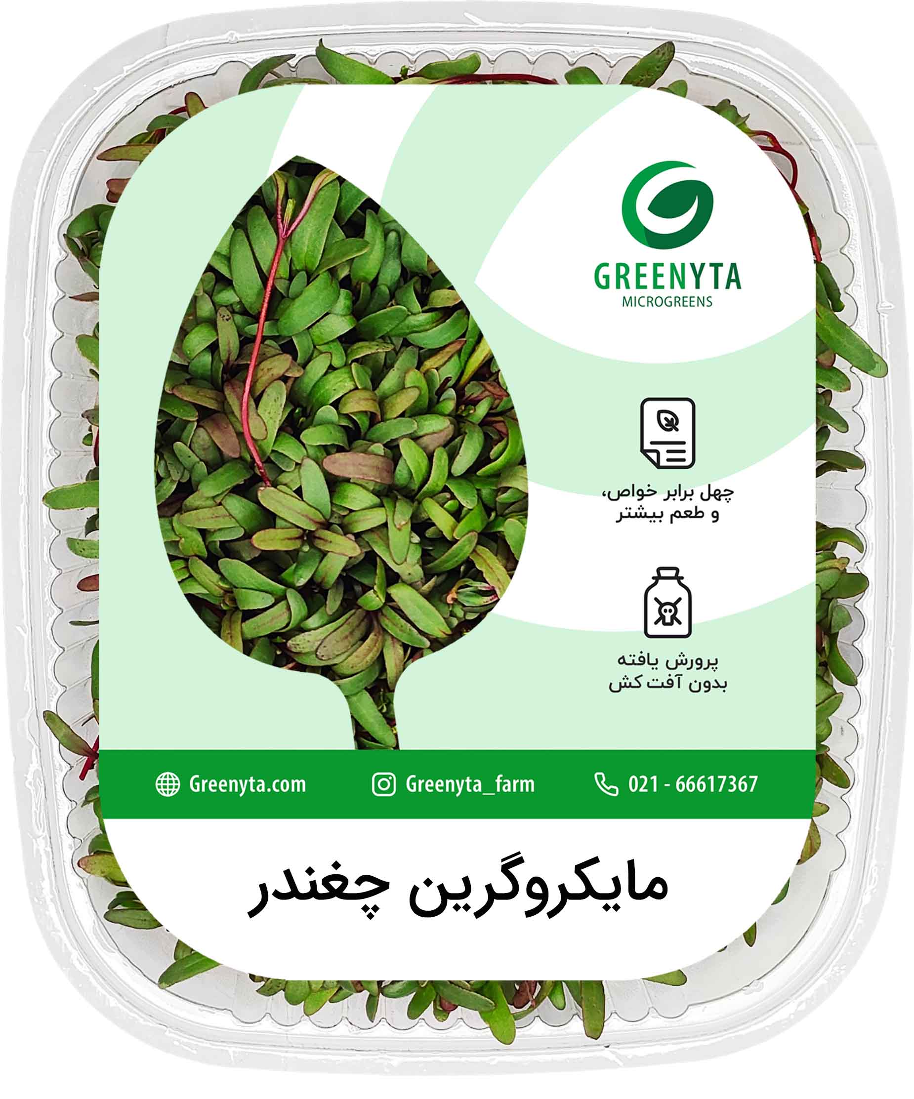 مایکروگرین چغندر