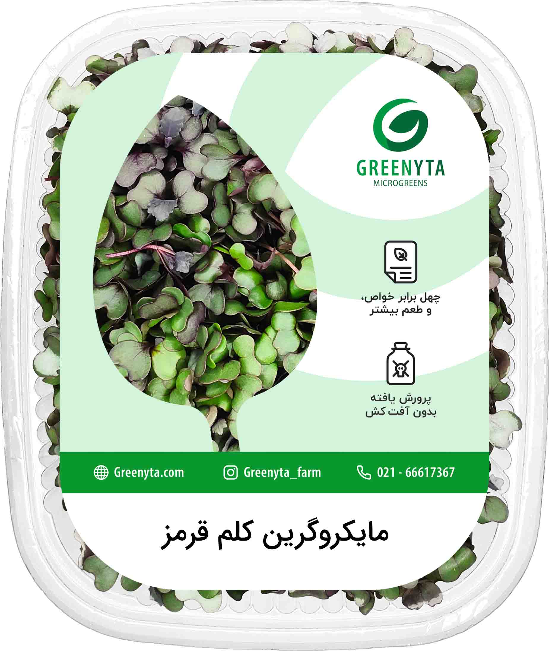 مایکروگرین کلم قرمز